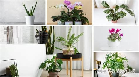 浴室盆栽風水|浴室風水放什麼植物？室內植物專家授你活用植物提升居家生活品。